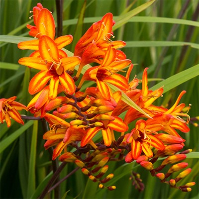 Crocosmia Firestars 'Firestarter' (Montbretia)