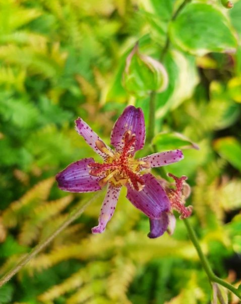 Tricyrtis formosana 'Ninja Star' (Toad Lily)