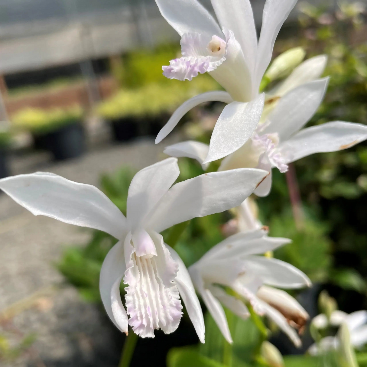 Bletilla striata 'Innocence' (Hardy Orchid)