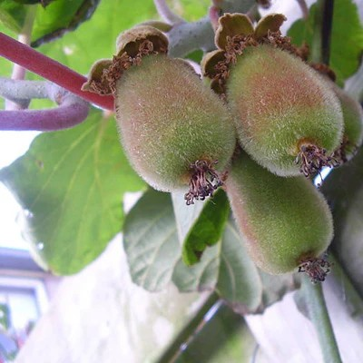 Actinidia delicosa 'Jenny' (Kiwi)