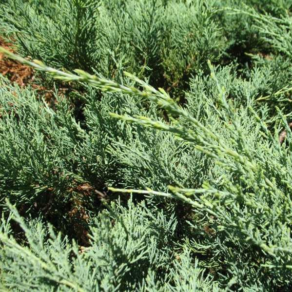 Juniperus chinensis 'Hetzii Glauca'