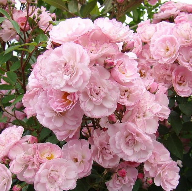 Rosa 'Heavenly Pink'