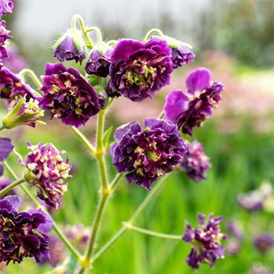 Geranium phaeum 'Joseph Green' (Dusky Cranesbill)