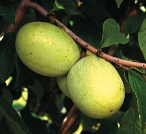 Asimina triloba 'Susquehanna'