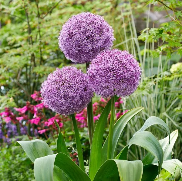 Allium 'Party Balloons' (Ornamental Onion)