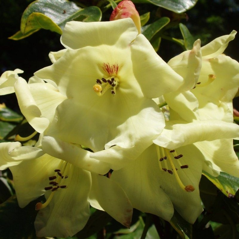 Rhododendron 'Goldika'