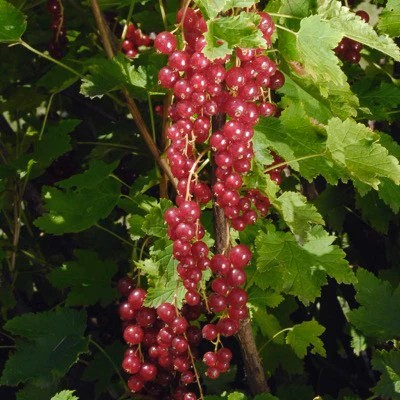 Ribes spicatum 'Honeywood'