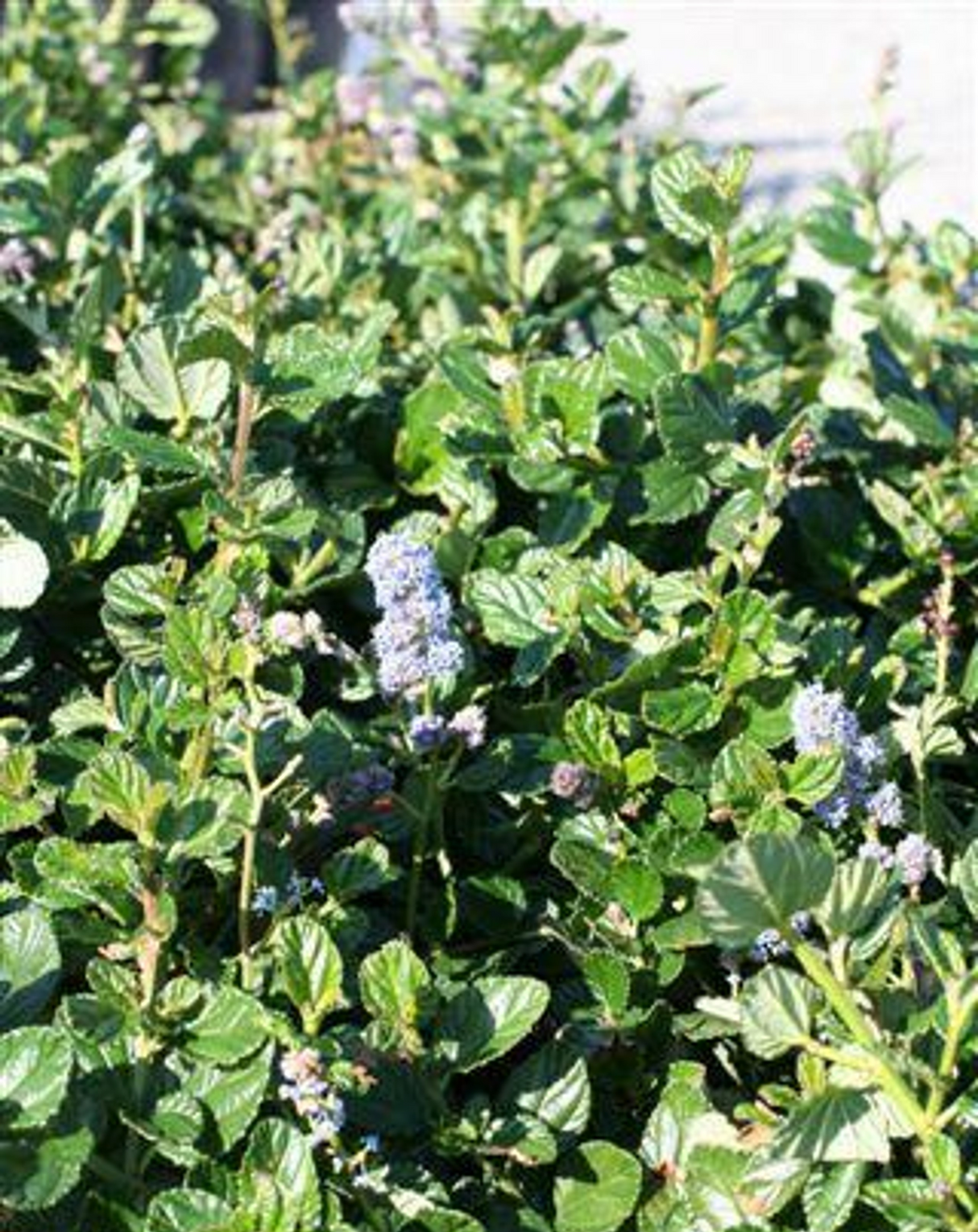 Ceanothus griseus horizontalis 'Carmel Creeper' (California Lilac)
