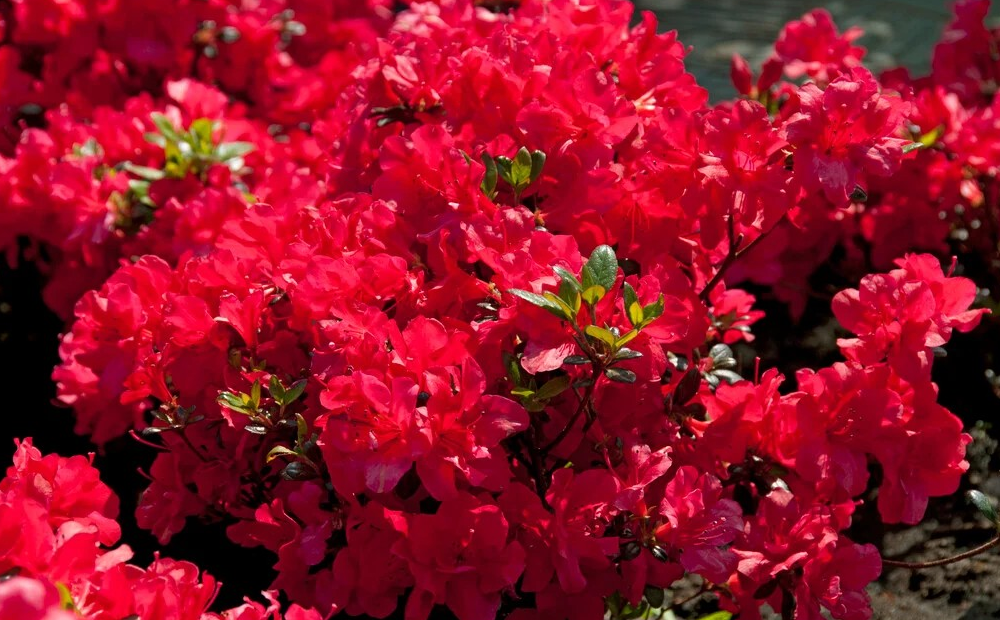 Azalea japonica 'Marushka'