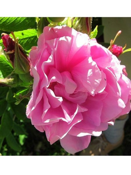 Rosa rugosa hybrid 'Romantic Roadrunner'