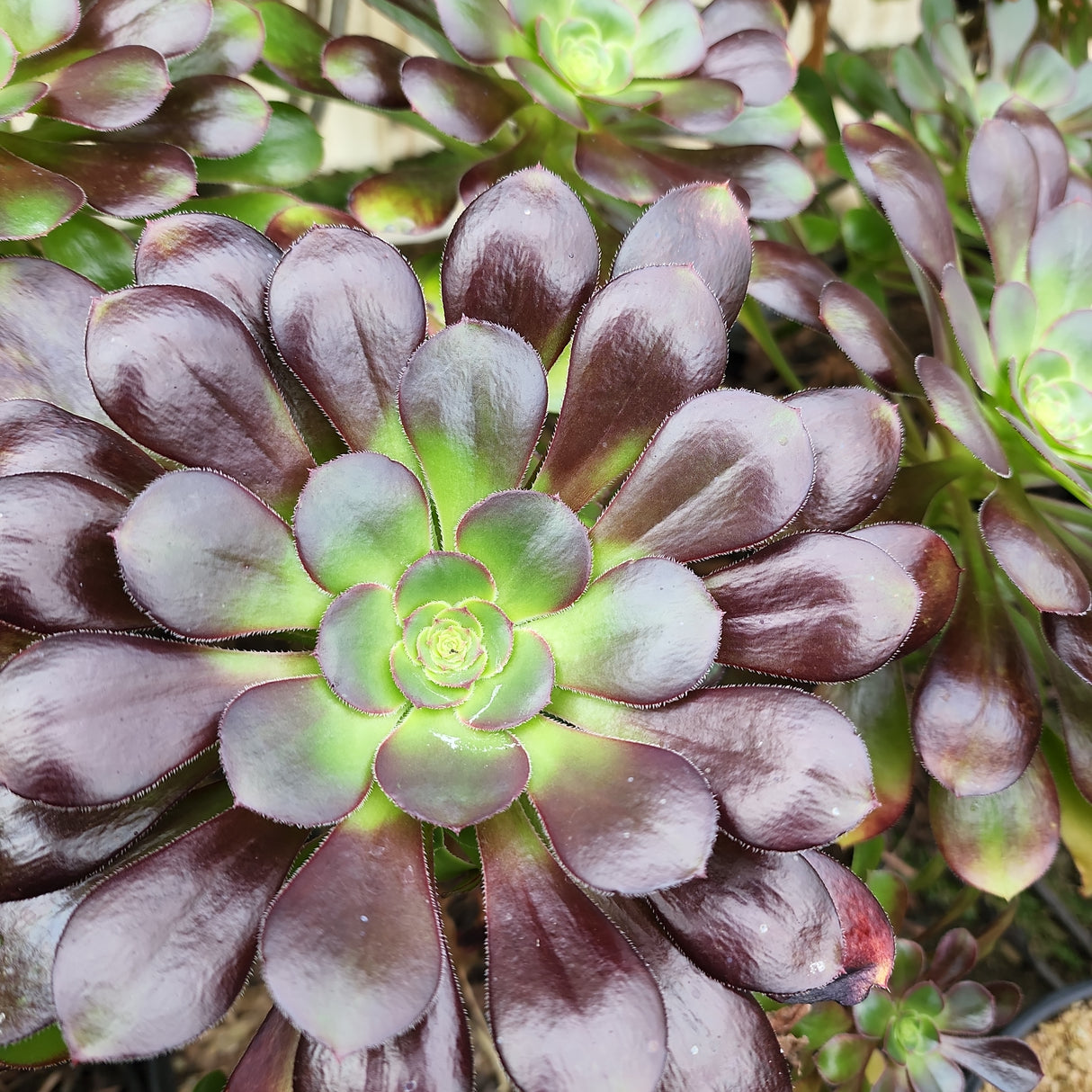 Aeonium 'Zwartkop'