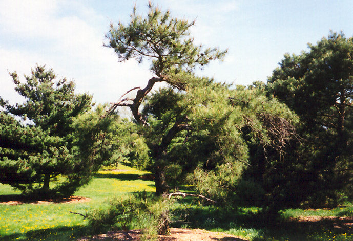 Pinus densiflora (Japanese Red Pine)