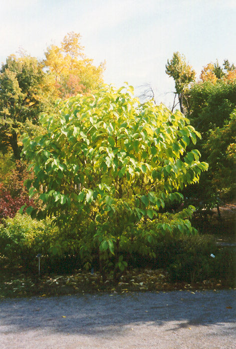 Pterostyrax hispida (Fragrant Epaulette Tree)