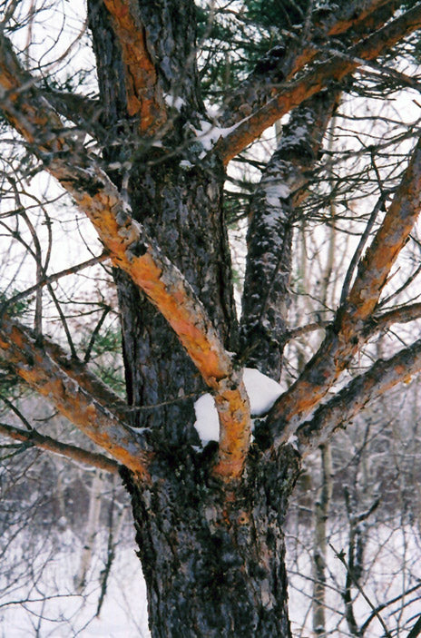 Pinus sylvestris (Scotch Pine)