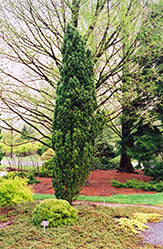 Taxus baccata 'Fastigiata' (Irish Yew)  Green Thumb Nurseries