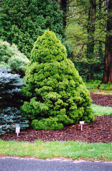 Picea glauca albertiana 'Conica' (Dwarf Alberta Spruce)
