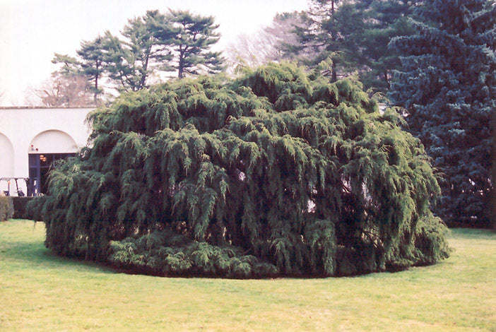 Tsuga canadensis 'Pendula' (Weeping Hemlock)