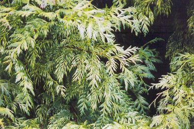 Thuja plicata 'Lobbi Aurea' (Golden Western Arborvitae)