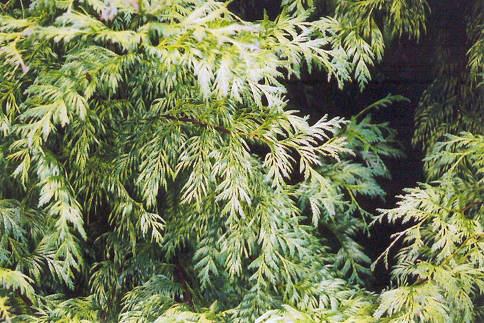Thuja plicata 'Lobbi Aurea' (Golden Western Arborvitae) – Green Thumb  Nurseries
