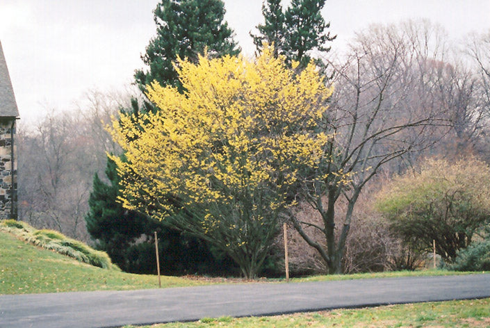 Hamamelis x intermedia 'Arnold Promise' (Arnold Promise Witchhazel)