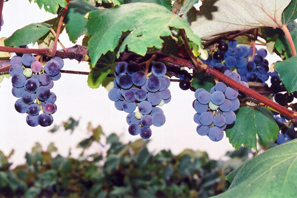 Vitis 'Concord' (Purple Grape)
