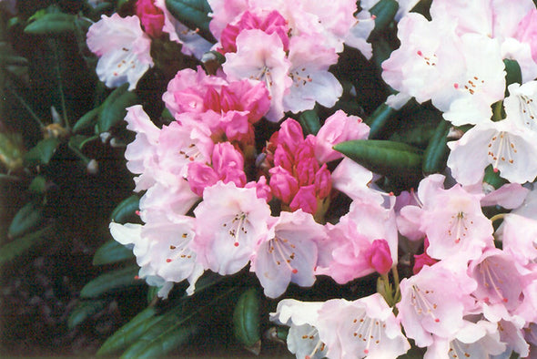 Rhododendron yakushimanum 'Crete'