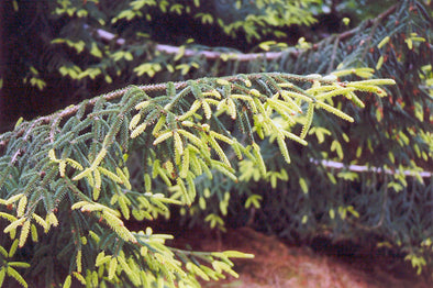 Picea orientalis 'Aurea' (Seedling) (Golden Oriental Spruce)