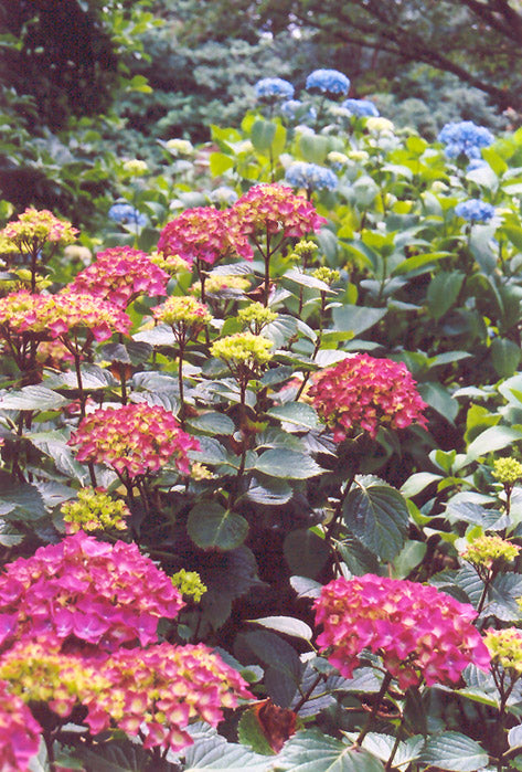 Hydrangea macrophylla 'Blue Wave'