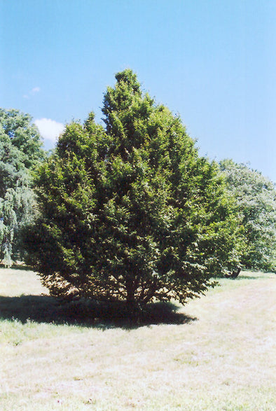 Carpinus caroliniana (American Hornbeam)