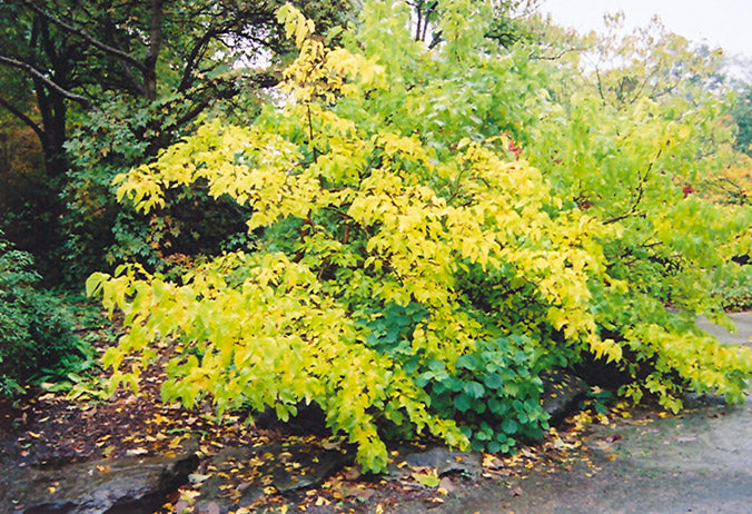 Stewartia Sinensis (Chinese Stewartia)