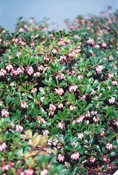 Arctostaphylos uva-ursi (Bearberry)