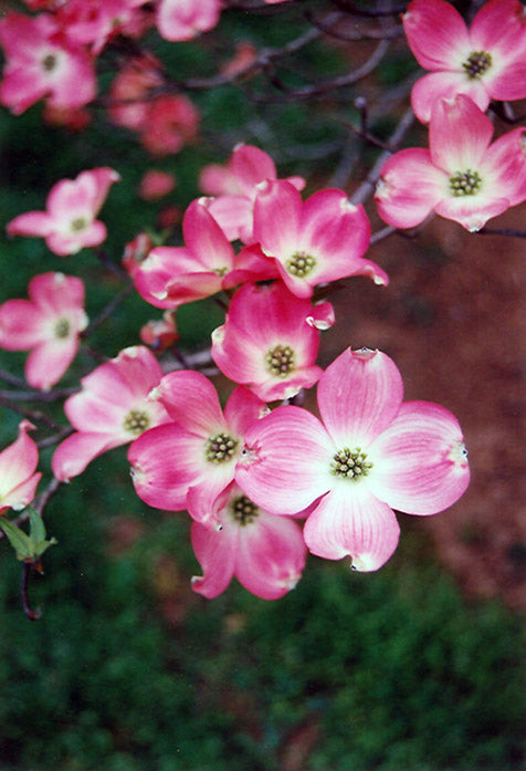 Cornus florida 'var. rubra' (Red Flowering Dogwood)