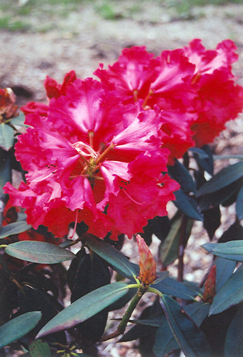 Rhododendron 'Taurus'
