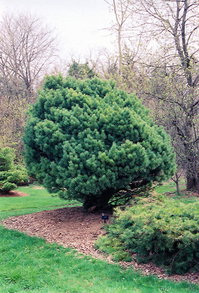 Pinus sylvestris 'Watererii' (Waterer Scotch Pine)