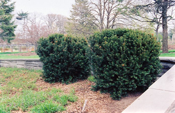 Taxus x media 'Hillii' (Hill's Yew) – Green Thumb Nurseries
