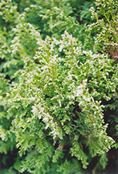 Thuja occidentalis 'Sherwood Frost' (Sherwood Frost Arborvitae)