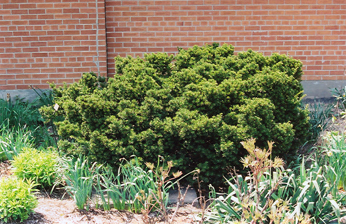 Taxus cuspidata 'Nana' (Dwarf Japanese Yew) – Green Thumb Nurseries