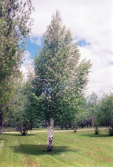 Betula pendula (European Birch)