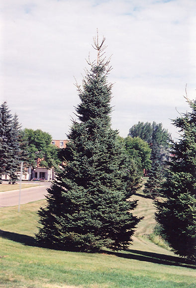 Picea glauca 'Densata' (Black Hills Spruce)