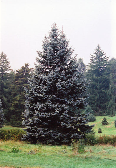 Picea pungens 'Hoopsii' (Hoopsii Blue Spruce)