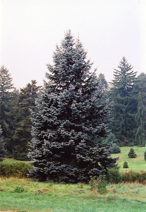 Picea pungens glauca 'Hoopsii'