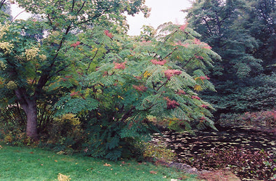 Aralia elata (Japanese Angelica Tree)