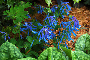 Corydalis elata