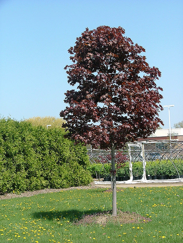 Acer platanoides 'Conzam' (Conquest Norway Maple)