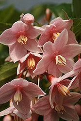 Styrax japonicus 'JLWeeping' (Marley's Pink Parasol Japanese Snowbell)