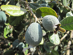 Feijoa/ Acca sellowiana (Pineapple Guava)