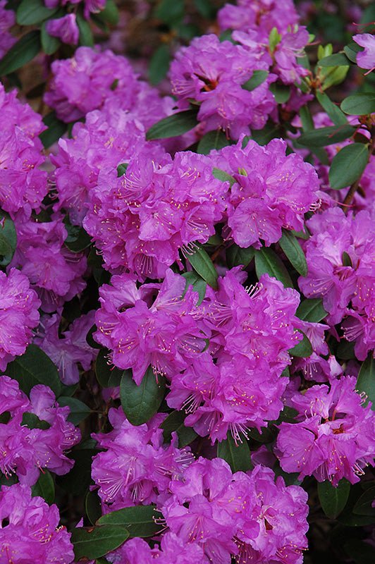Rhododendron 'PJM Compact'