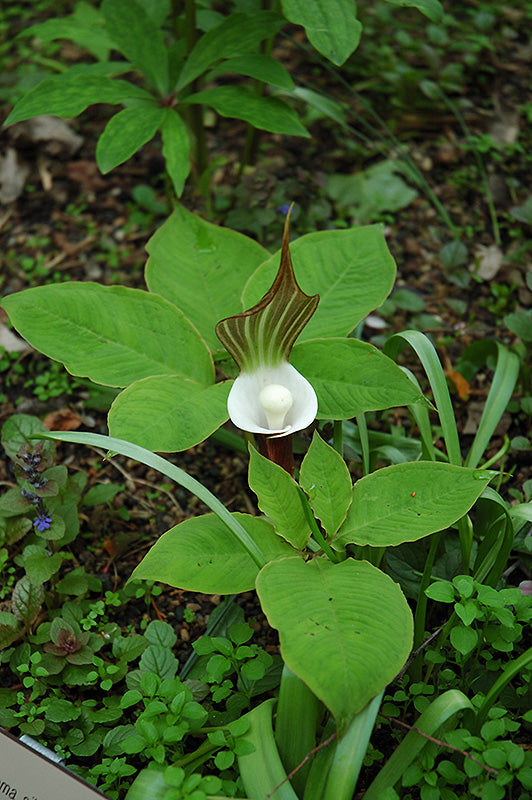 Arisaema Sikokianum (Japanese Jack-In-The-Pulpit)