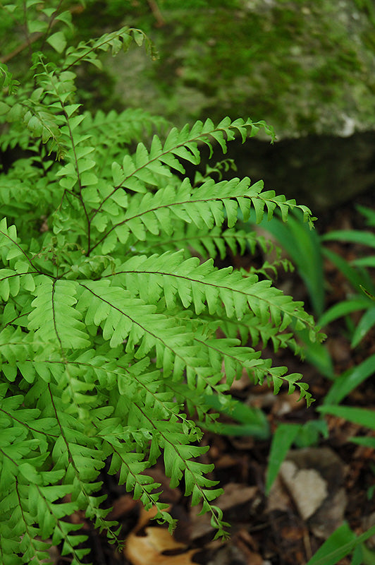 Adiantum pedatum (Northern Maidenhair Fern)