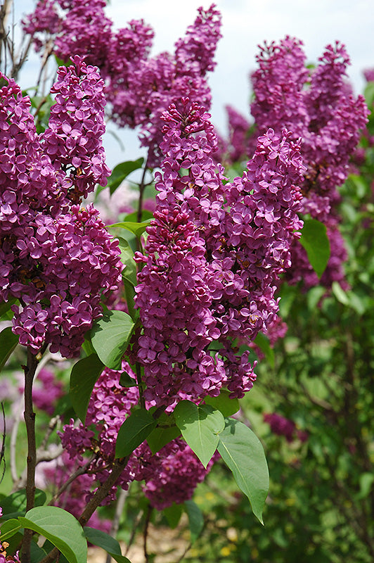 Syringa vulgaris 'Ludwig Spaeth' (Ludwig Spaeth Lilac)